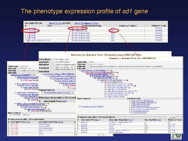 The phenotype expression profile of sd 1 gene www. plantontology. org POC Workshop, Plant