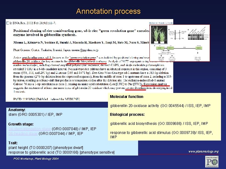 Annotation process Molecular function gibberellin 20 -oxidase activity (GO: 0045544) / ISS, IEP, IMP