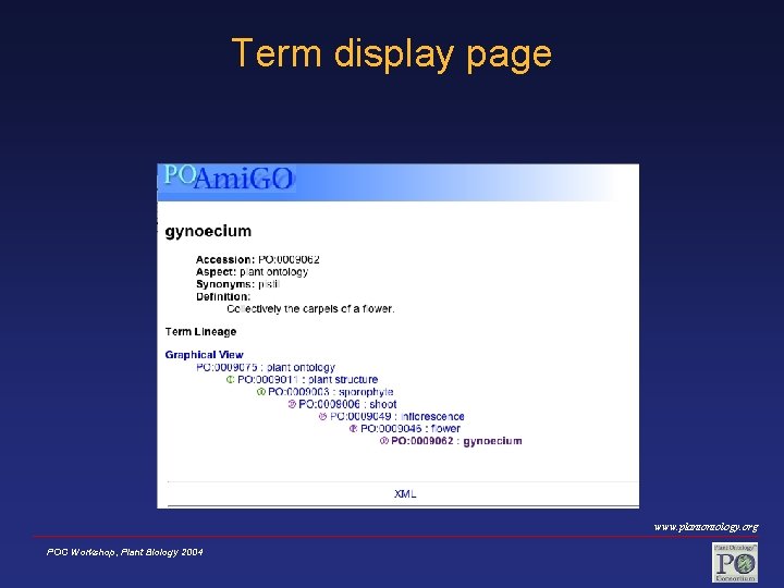 Term display page www. plantontology. org POC Workshop, Plant Biology 2004 
