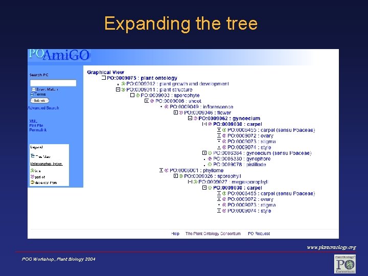 Expanding the tree www. plantontology. org POC Workshop, Plant Biology 2004 