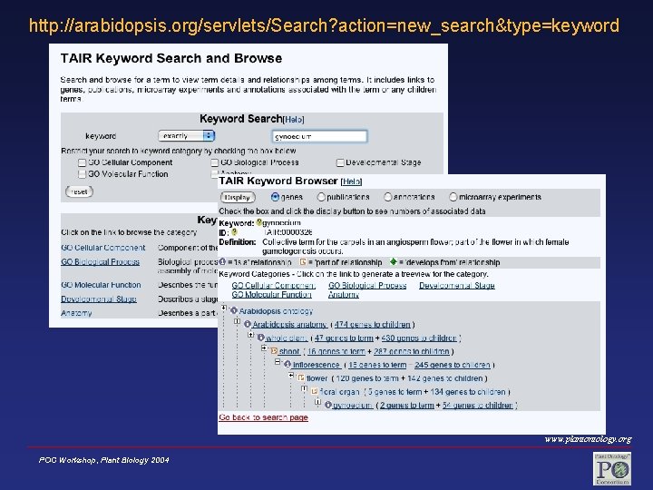 http: //arabidopsis. org/servlets/Search? action=new_search&type=keyword www. plantontology. org POC Workshop, Plant Biology 2004 