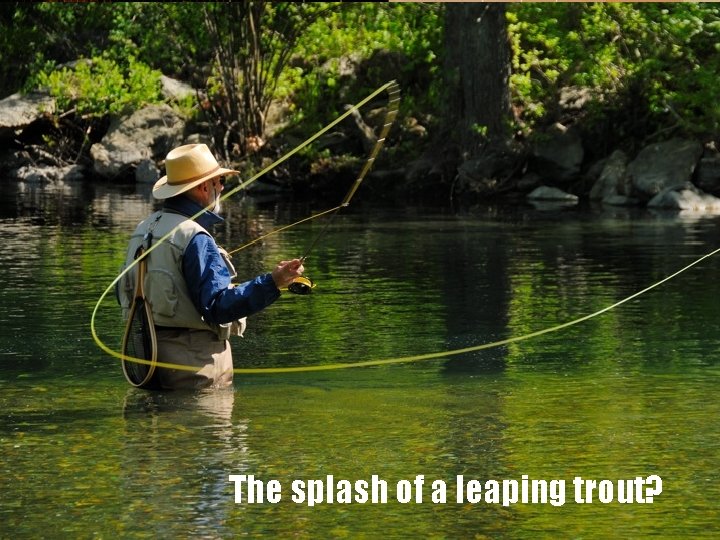 The splash of a leaping trout? 