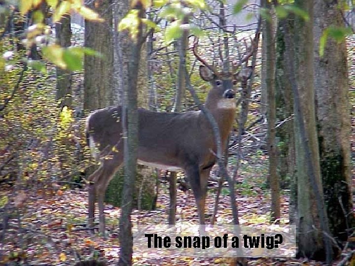 The snap of a twig? 