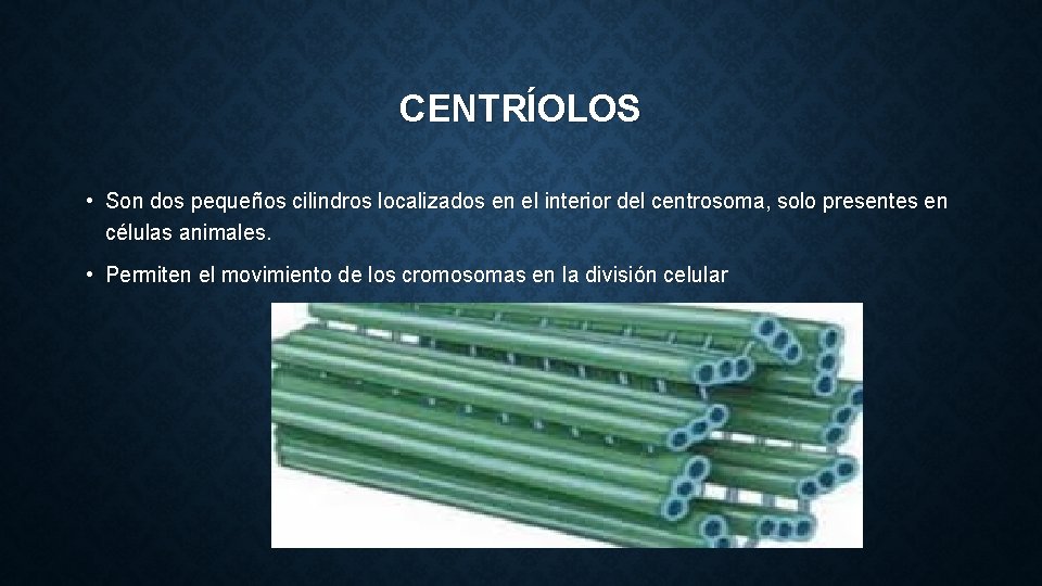 CENTRÍOLOS • Son dos pequeños cilindros localizados en el interior del centrosoma, solo presentes