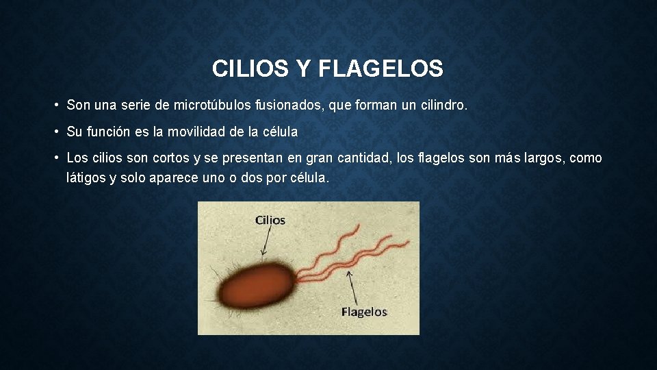 CILIOS Y FLAGELOS • Son una serie de microtúbulos fusionados, que forman un cilindro.