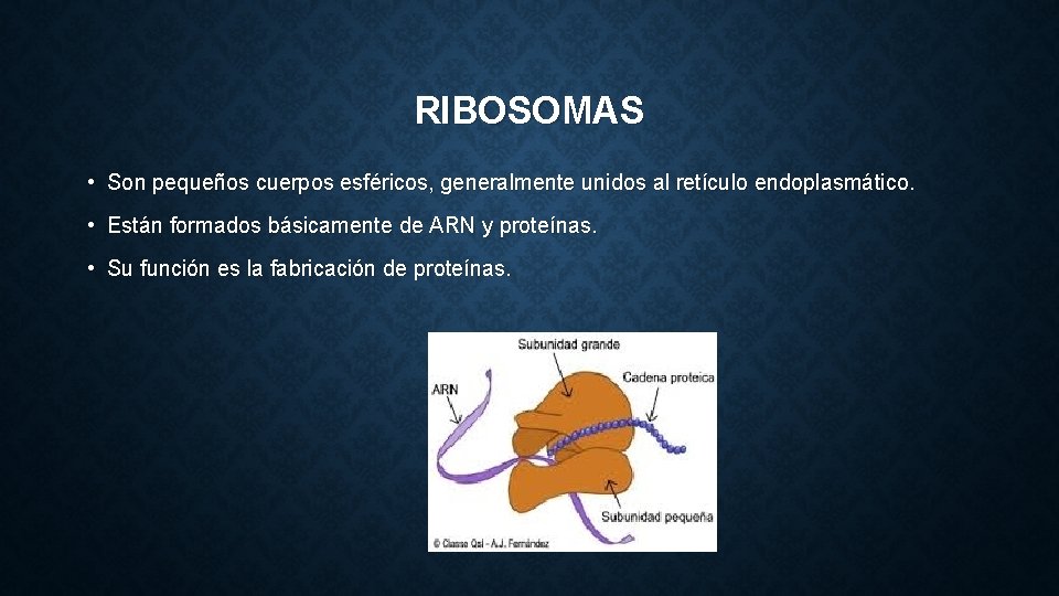 RIBOSOMAS • Son pequeños cuerpos esféricos, generalmente unidos al retículo endoplasmático. • Están formados