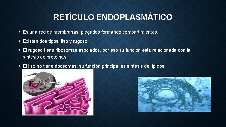 RETÍCULO ENDOPLASMÁTICO • Es una red de membranas, plegadas formando compartimientos. • Existen dos