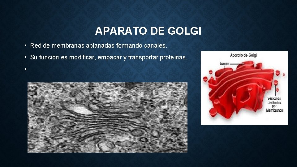 APARATO DE GOLGI • Red de membranas aplanadas formando canales. • Su función es