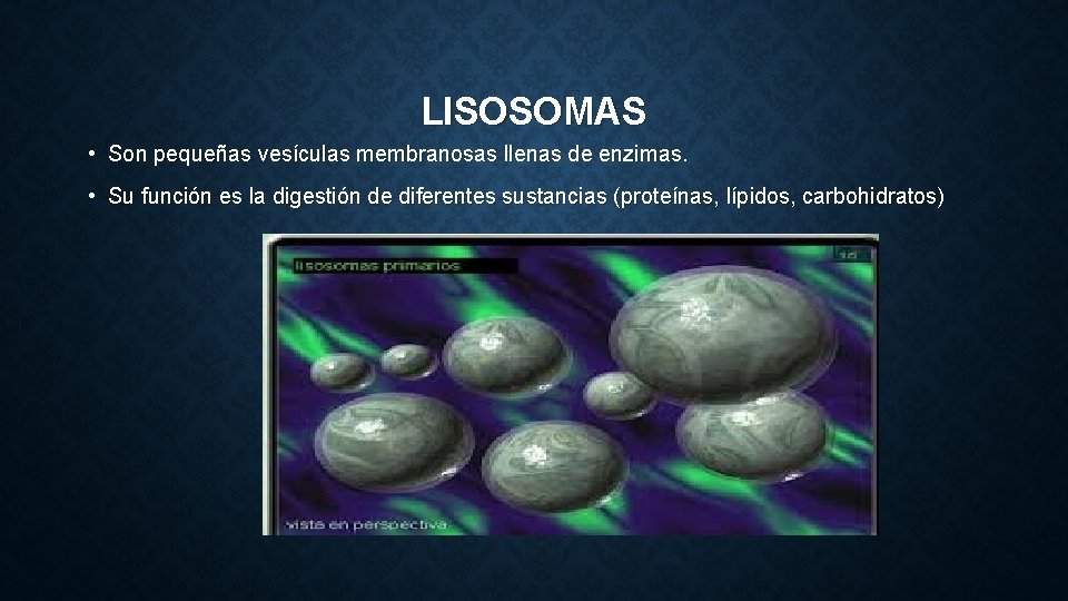 LISOSOMAS • Son pequeñas vesículas membranosas llenas de enzimas. • Su función es la