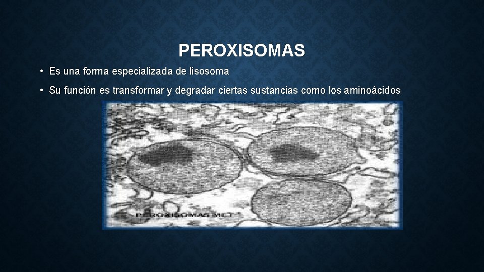 PEROXISOMAS • Es una forma especializada de lisosoma • Su función es transformar y