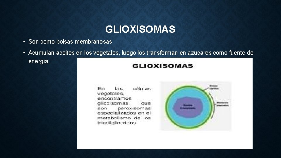 GLIOXISOMAS • Son como bolsas membranosas • Acumulan aceites en los vegetales, luego los