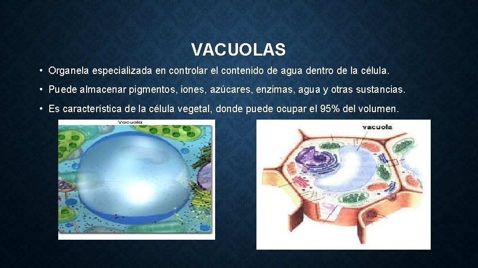 VACUOLAS • Organela especializada en controlar el contenido de agua dentro de la célula.