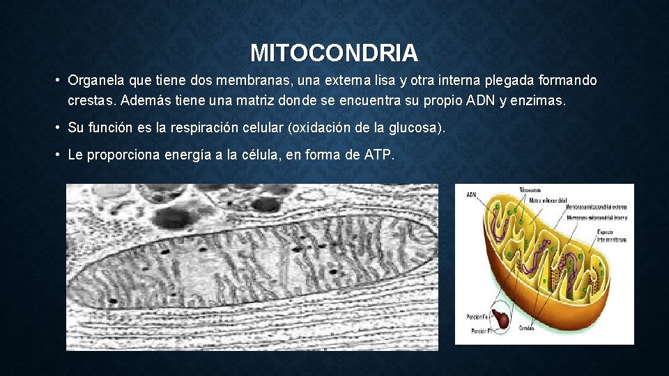 MITOCONDRIA • Organela que tiene dos membranas, una externa lisa y otra interna plegada