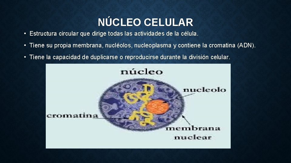 NÚCLEO CELULAR • Estructura circular que dirige todas las actividades de la célula. •