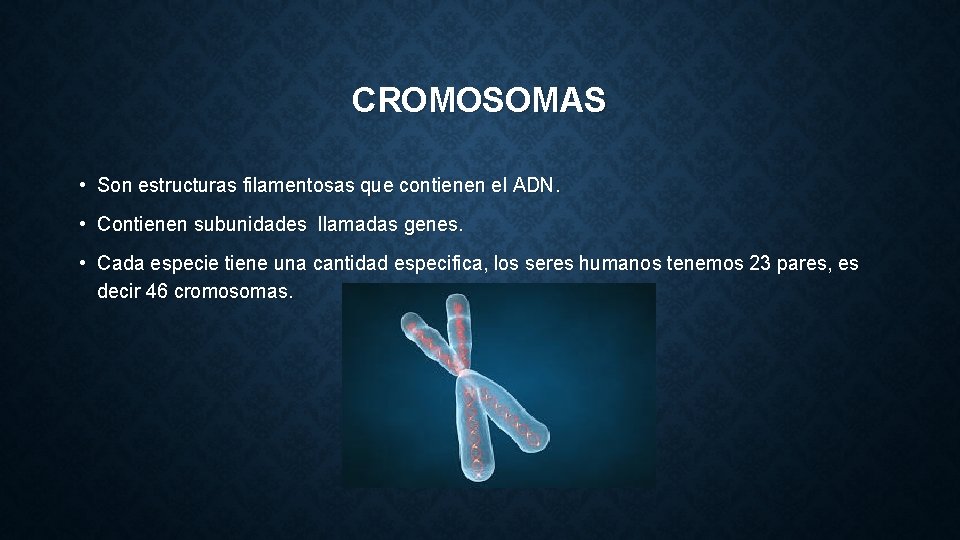 CROMOSOMAS • Son estructuras filamentosas que contienen el ADN. • Contienen subunidades llamadas genes.