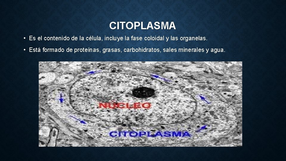 CITOPLASMA • Es el contenido de la célula, incluye la fase coloidal y las