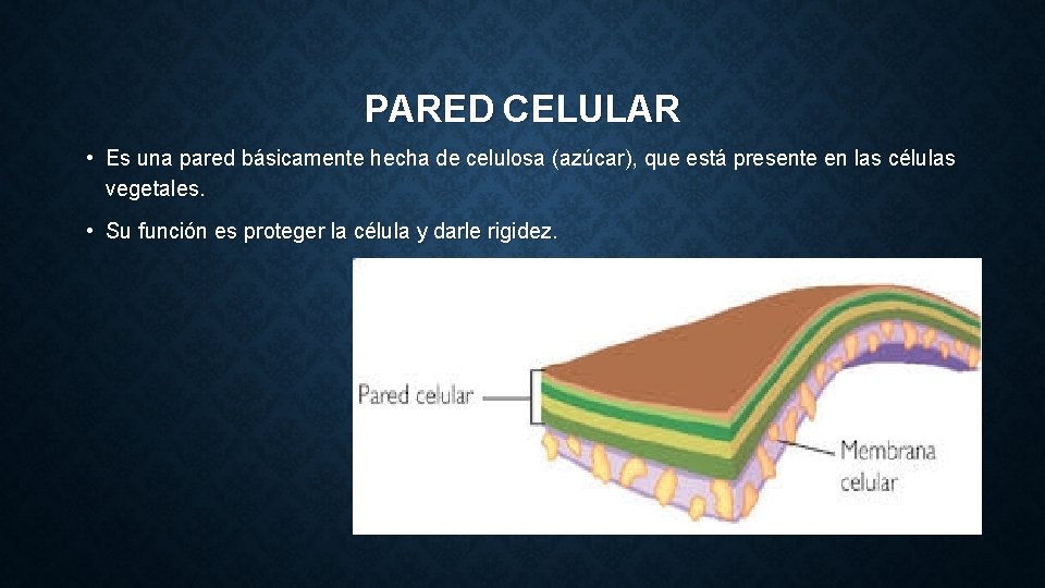 PARED CELULAR • Es una pared básicamente hecha de celulosa (azúcar), que está presente