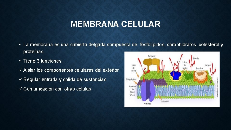 MEMBRANA CELULAR • La membrana es una cubierta delgada compuesta de: fosfolípidos, carbohidratos, colesterol