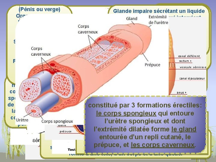 L’appareil génital masculin Canal musculo(Pénis ou verge) Élargissement du canal déférent Glande impaire sécrétant