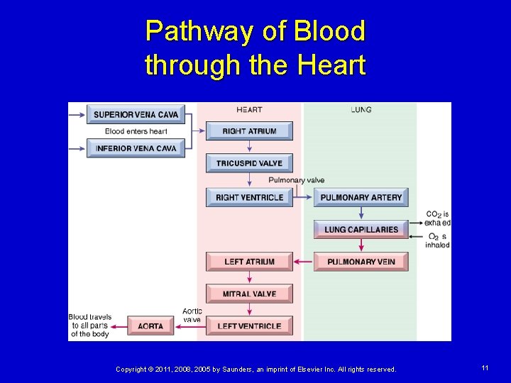 Pathway of Blood through the Heart Copyright © 2011, 2008, 2005 by Saunders, an