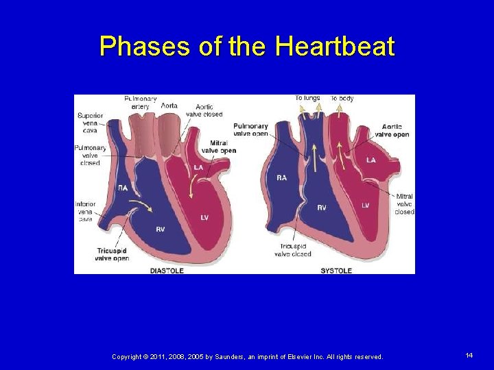Phases of the Heartbeat Copyright © 2011, 2008, 2005 by Saunders, an imprint of
