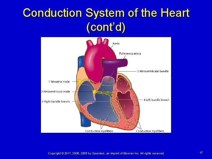 Conduction System of the Heart (cont’d) Copyright © 2011, 2008, 2005 by Saunders, an