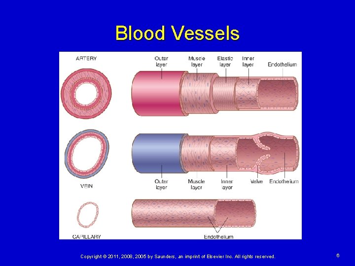 Blood Vessels Copyright © 2011, 2008, 2005 by Saunders, an imprint of Elsevier Inc.