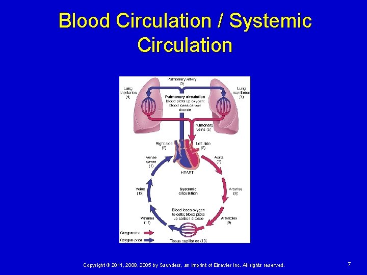 Blood Circulation / Systemic Circulation Copyright © 2011, 2008, 2005 by Saunders, an imprint