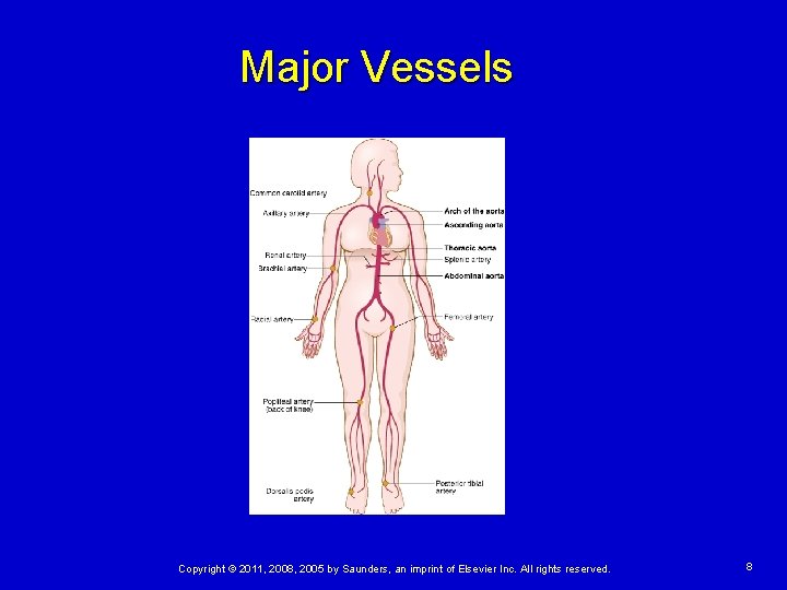 Major Vessels Copyright © 2011, 2008, 2005 by Saunders, an imprint of Elsevier Inc.