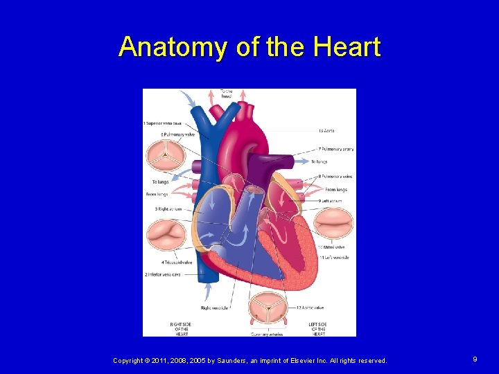 Anatomy of the Heart Copyright © 2011, 2008, 2005 by Saunders, an imprint of