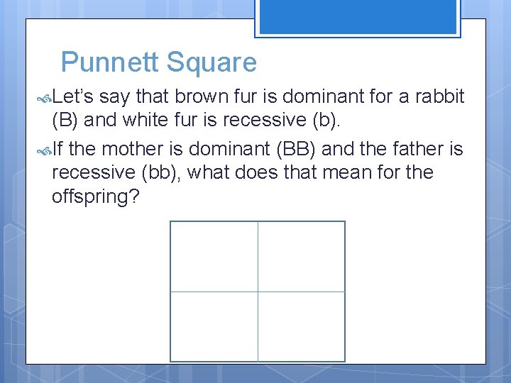 Punnett Square Let’s say that brown fur is dominant for a rabbit (B) and