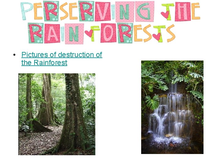  • Pictures of destruction of the Rainforest 
