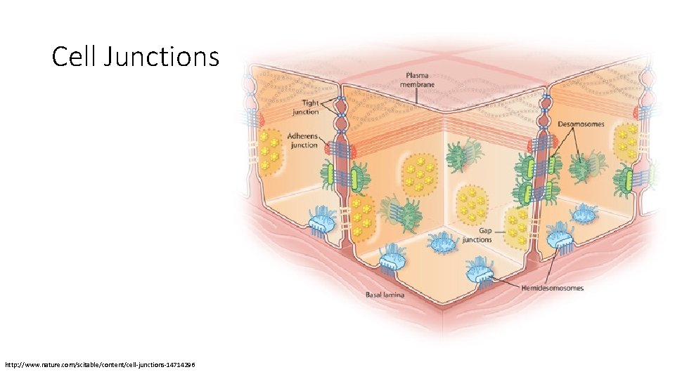 Cell Junctions http: //www. nature. com/scitable/content/cell-junctions-14714296 