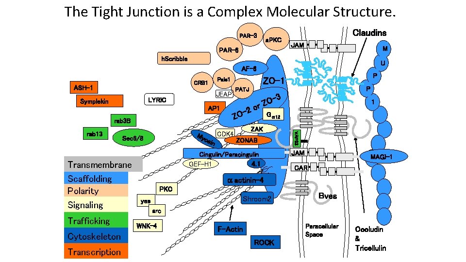 The Tight Junction is a Complex Molecular Structure. PAR-3 a. PKC PAR-6 Claudins JAM