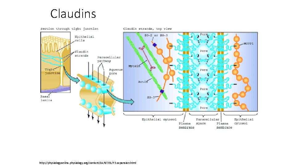 Claudins http: //physiologyonline. physiology. org/content/19/6/331/F 3. expansion. html 