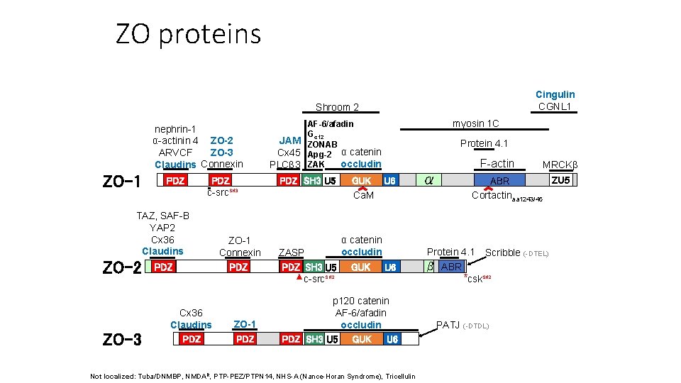 ZO proteins Cingulin CGNL 1 Shroom 2 nephrin-1 α-actinin 4 ZO-2 ZO-3 ARVCF Claudins