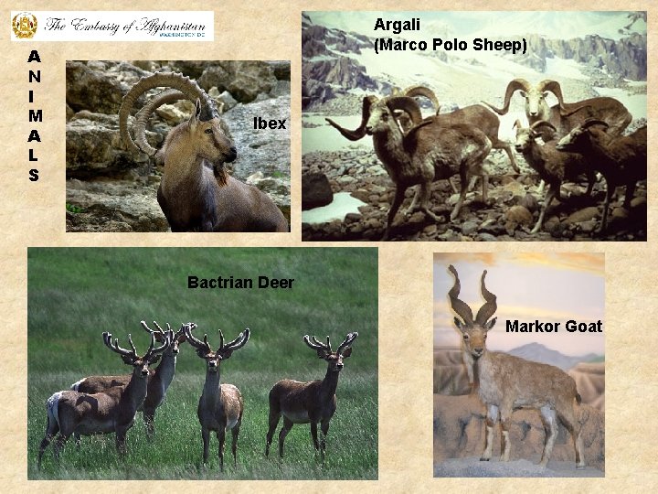 A N I M A L S Argali (Marco Polo Sheep) Ibex Bactrian Deer