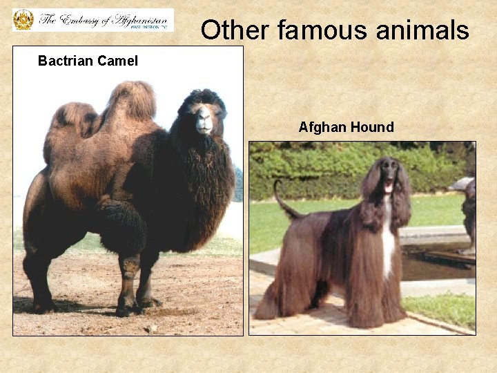 Other famous animals Bactrian Camel Afghan Hound 