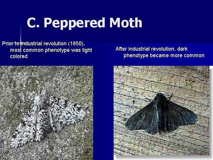 C. Peppered Moth Prior to industrial revolution (1850), most common phenotype was light colored