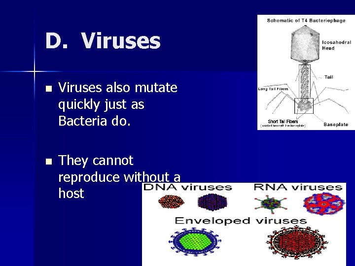 D. Viruses n Viruses also mutate quickly just as Bacteria do. n They cannot