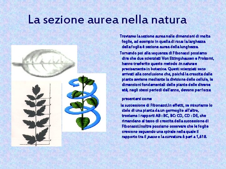 La sezione aurea nella natura Troviamo la sezione aurea nelle dimensioni di molte foglie,