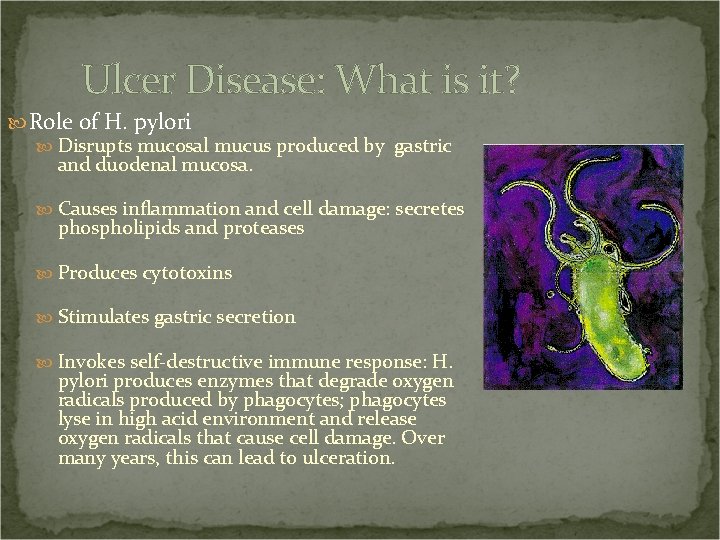 Ulcer Disease: What is it? Role of H. pylori Disrupts mucosal mucus produced by