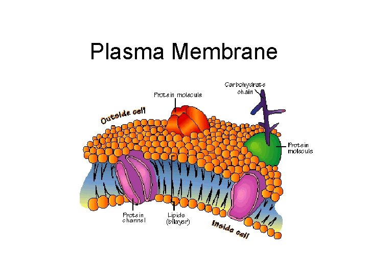 Plasma Membrane 