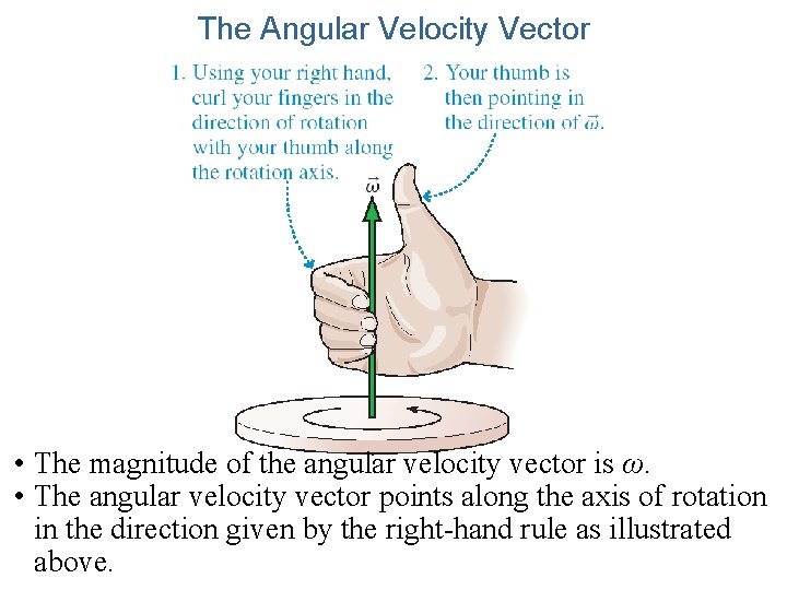 The Angular Velocity Vector • The magnitude of the angular velocity vector is ω.