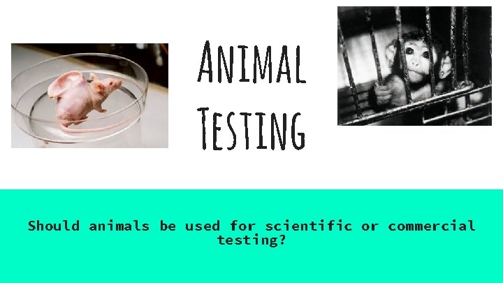 Animal Testing Should animals be used for scientific or commercial testing? 
