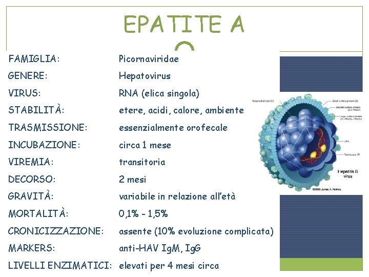 EPATITE A FAMIGLIA: Picornaviridae GENERE: Hepatovirus VIRUS: RNA (elica singola) STABILITÀ: etere, acidi, calore,