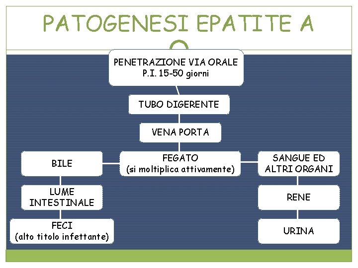PATOGENESI EPATITE A PENETRAZIONE VIA ORALE P. I. 15 -50 giorni TUBO DIGERENTE VENA