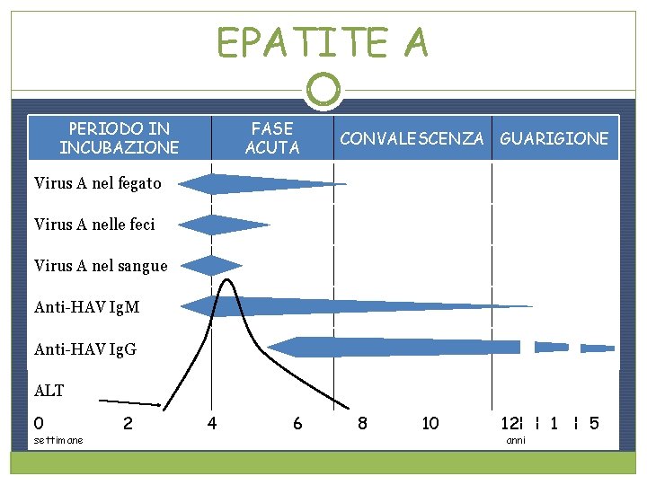 EPATITE A PERIODO IN INCUBAZIONE FASE ACUTA CONVALESCENZA GUARIGIONE Virus A nel fegato Virus