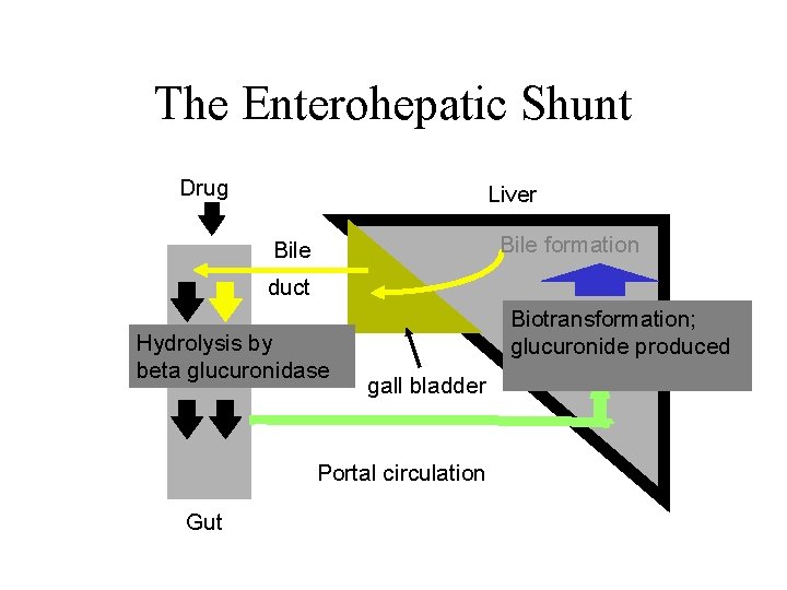 The Enterohepatic Shunt Drug Liver Bile formation Bile duct Hydrolysis by beta glucuronidase Biotransformation;
