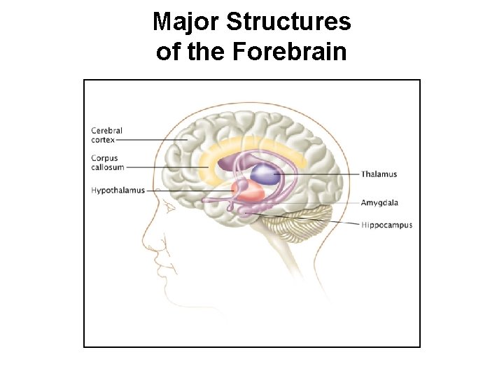 Major Structures of the Forebrain 